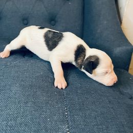 Ivory - White and fawn brindle female Whippet puppy in Clinton, Tennessee from Ivanhoe Borzoi