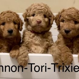 Poodle puppies from Skylark Legacy Farm Poodles & Doodles
