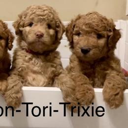 Poodle puppies from Skylark Legacy Farm Poodles & Doodles