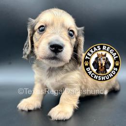 Biscuit 3500 - Cream male Dachshund puppy in Houston, Texas from Texas Regal Dachshunds LLC