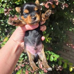 Rowdy - Black and gold male Yorkshire Terrier puppy in Lakeland, Florida from You Me & The Yorkies