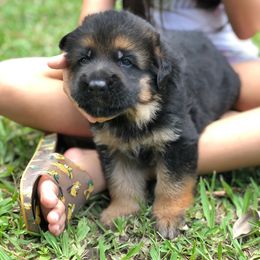 German Shepherd Puppies from Zwinger vom Schneider Wald