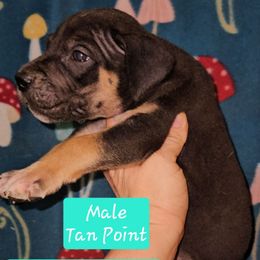 Tan Point Male - Black male Great Dane puppy in Biscoe, North Carolina from Clouser's Bodacious Danes