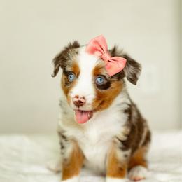 Cheyenne - Red merle female Miniature Australian Shepherd puppy in Waco, Texas from Blue Rain Aussies