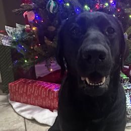 Mia - Labrador Retriever