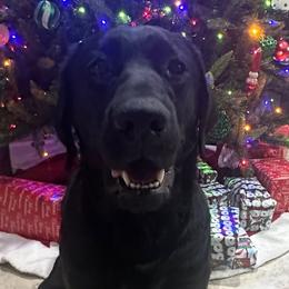 Mia - Labrador Retriever