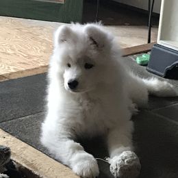 Samoyed Puppies from Kenjo Samoyeds