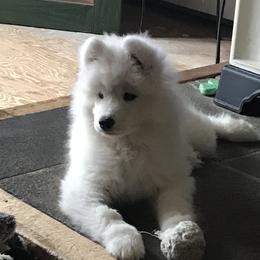 Samoyed Puppies from Kenjo Samoyeds
