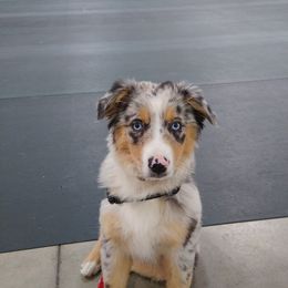 Australian Shepherd and Miniature Australian Shepherd Puppies from Grayback Aussies