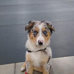 Australian Shepherd and Miniature Australian Shepherd Puppies from Grayback Aussies