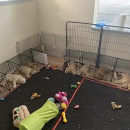 Goldendoodle Puppies from Goldendoodle Baby