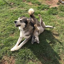 Alaskan Malamute Puppies from Ghost Dance Alaskan Malamutes