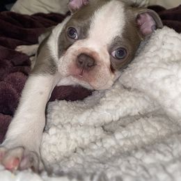 Boston Terrier Puppies from Beatrice's Kennels
