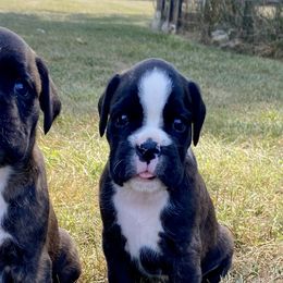 Boxers from Kennel From Tripillya