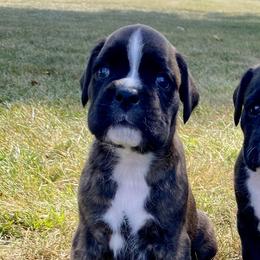 Boxers from Kennel From Tripillya