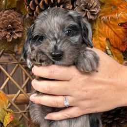 Boon - Merle male Goldendoodle puppy in Enumclaw, Washington from Owen-a-Doodle