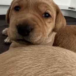 Labrador Retriever Puppies from Sun Ridge Labradors