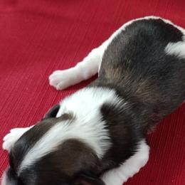 Robin - Black and white female Havanese puppy in Cleveland, Texas from 7th Heaven Havanese of Texas