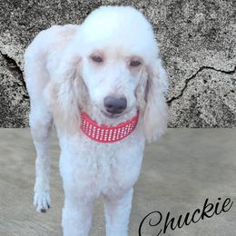 Chuckie - Poodle puppy from Warburton's Heavenly Poodles