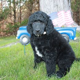 Poodle Puppies from Solo Standards