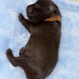 Male 2 - Liver male Miniature Schnauzer puppy in Elberfeld, Indiana from Swedenburg Schnauzers