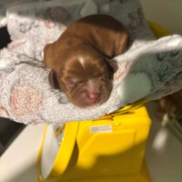 Boy 1 - Ruby male Cavalier King Charles Spaniel puppy in Green Bay, Wisconsin from Family first cavaliers