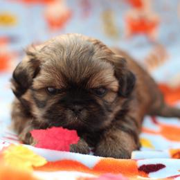 AKC-UKC Mocha - Brindle male Shih Tzu puppy in Cartersville, Georgia from Autumn Breeze Shih Tzus and Friends