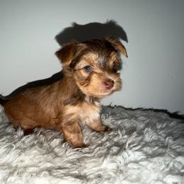 Rollo - Gold male Yorkshire Terrier puppy in Cape Coral, Florida from Katherine’s Yorkies and Poodles