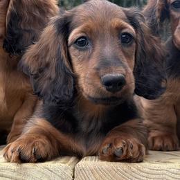 Dachshund puppies from Diamond K Doxies