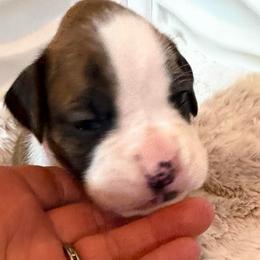 Pink - Brindle female Boxer puppy in Evington, Virginia from Boxer Tails