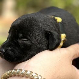 Yellow Female - Black Labrador Retriever puppy in St Matthews, South Carolina from Beaver Creek Kennels