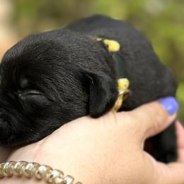 Yellow Female - Black Labrador Retriever puppy in St Matthews, South Carolina from Beaver Creek Kennels
