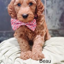 Beau - Apricot male Goldendoodle puppy in Pasco, Washington from Camp Doodle Woods