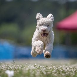 Lagotto Romagnolo All Grown Up from Brianna Johnson