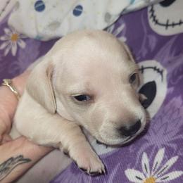 Light Blue Collar Male - Cream male Dachshund puppy in Suffolk, Virginia from Mini Love Bugs