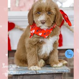 Keepsake - Caramel red male Australian Labradoodle puppy in Redding, California from Shasta Royal Monroe Puppies