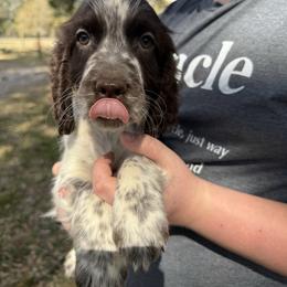 Sam - Liver white and roan male English Springer Spaniel puppy in Williston, Florida from Bizzy Farms English Springer Spaniels