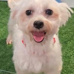 Sandy - Maltese