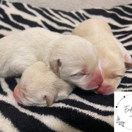 Shiba Inu Puppies from EndThyme Acres
