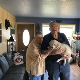 Golden Retriever Puppies from Snow Walker Goldens