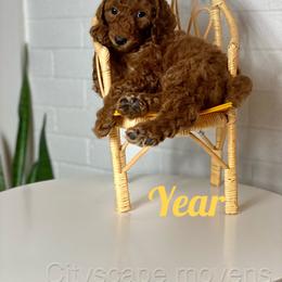 Poodle Puppies from Cityscape Moyen Poodles
