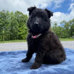 Pink AKA Stormi - Black female German Shepherd puppy in Terra Alta, West Virginia from Shepherd Country Farm and Kennels