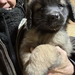 Dilute Retriever, French Bulldog, Labrador Retriever, and Leonberger Puppies from QVR Labradors and Leonbergers