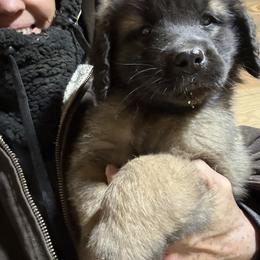 Dilute Retriever, French Bulldog, Labrador Retriever, and Leonberger Puppies from QVR Labradors and Leonbergers