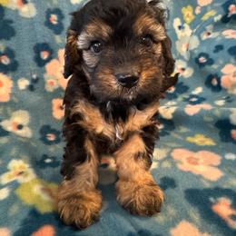 Beau - Black and tan male Cavapoo puppy in Howe, Oklahoma from Cuddly Cavapoos