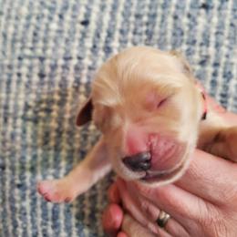 Pink collar - Golden Golden Retriever puppy in Sandy, Utah from Golden Meadows of Utah