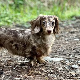 Magnolia - Dachshund