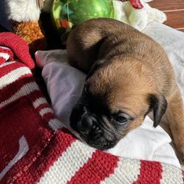 Slugger - Fawn male Boxer puppy in Lago Vista, Texas from Love and Loyalty Boxers