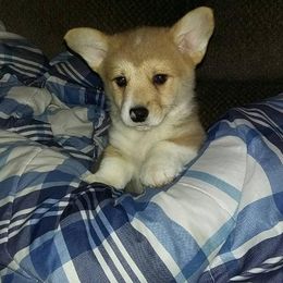 Pembroke Welsh Corgi Puppies from Corgis with Character