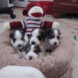 Jack Russell Terrier Puppies from SeaDog Jack Russell Terriers
